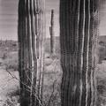 Saguaro, near Tucson, Arizona -2