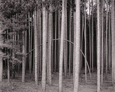 dd014x300