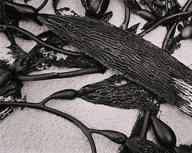 cc003x300