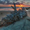 Jekyll Island Driftwood/Smokey Mountains in Fall 