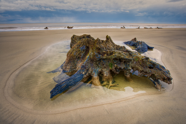 Stump in Tidepool-16