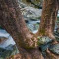 Smokey Mountains-5