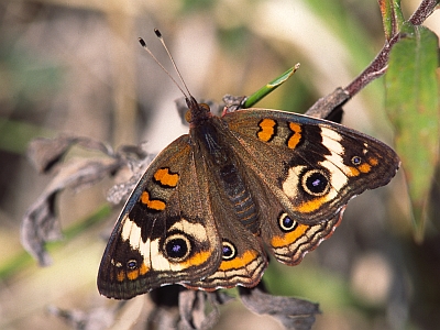 Buckeye Butterfly -5