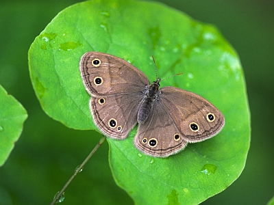 Little Wood-Satyr Butterfly -5