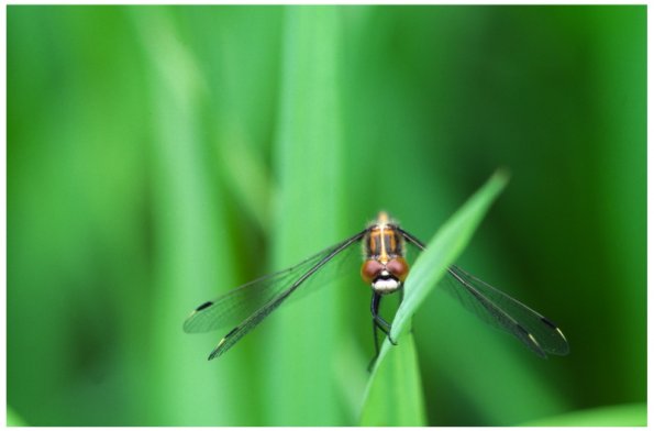 Dragonfly-01