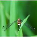 Butterflies and Dragonflies 