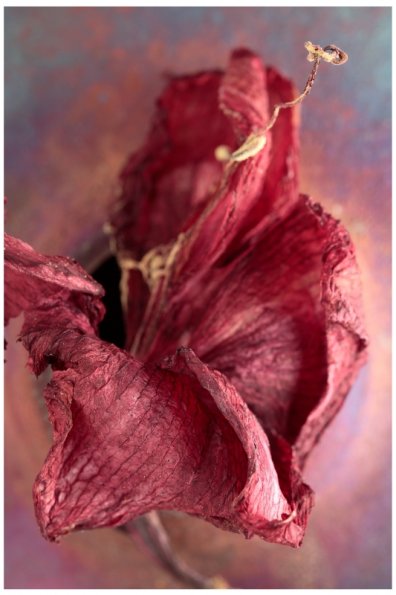 Dried Daylily -486