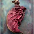 Dried Poinsettia -521
