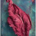 Dried Poinsettia -513