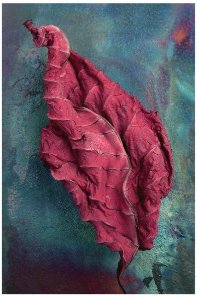 Dried Poinsettia -513