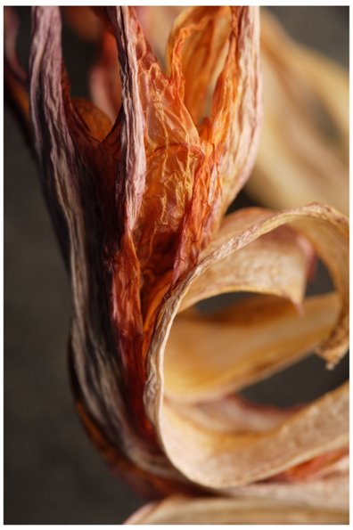 Dried Iris -516