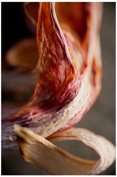 Daylily -14