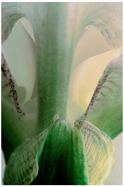 Bearded Iris from below -49
