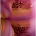 Daylily Detail -526