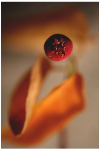 Botanical Detail with Leaf Forms -4