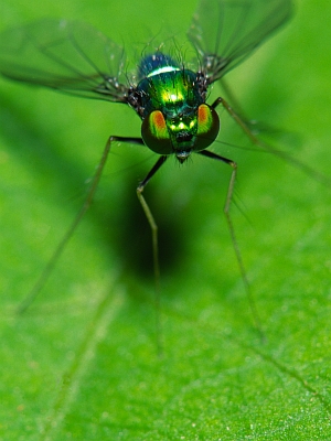 Tiny Green Fly -9