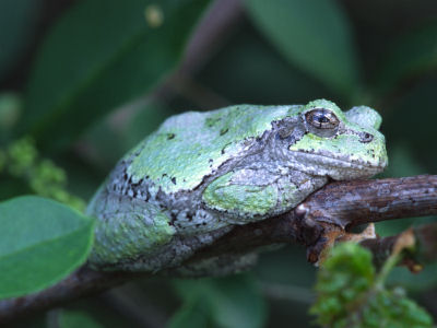 Green Tree Frog -492