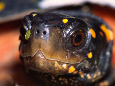 Spotted Turtle -5