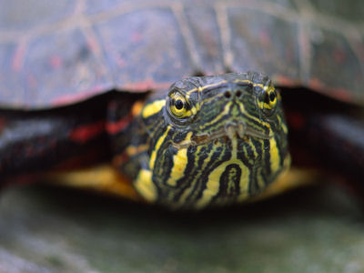 Painted Turtle -506
