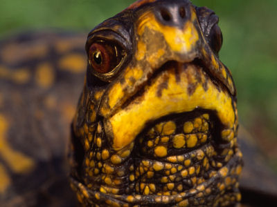 Blanding's Turtle -5