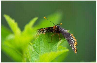 Baltimore Checkerspot Butterfly -7