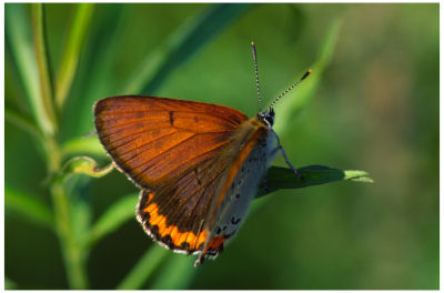American Copper Butterfly -491