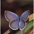 Eastern Tailed Blue Butterfly -5