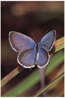 Eastern Tailed Blue Butterfly -5