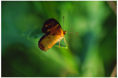 Pearl Crescent Butterfly -12