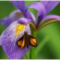 Skipper Butterfly on Wild Iris -487