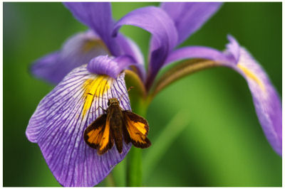 Skipper Butterfly on Wild Iris -487