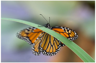 Monarch Butterfly-First steps