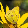 Yellow Sulphur Butterfly -5