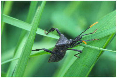 Leaf-Footed Bug