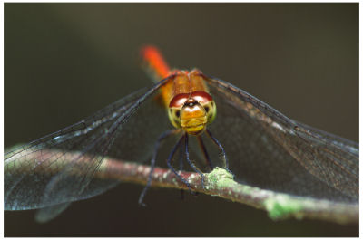 Dragonfly -523
