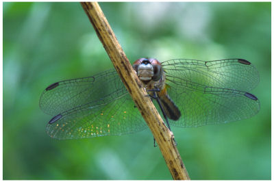 Dragonfly -505