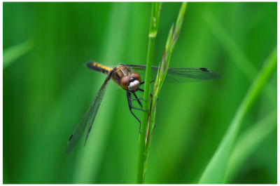 Dragonfly -490
