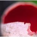 Scarlet Cup Mushroom -5