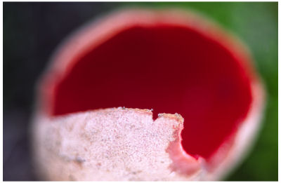 Scarlet Cup Mushroom -5