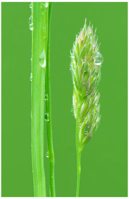 green on green -4