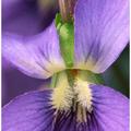 Wild Violet -5