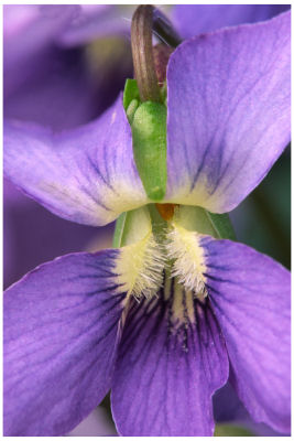 Wild Violet -5