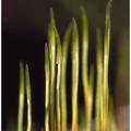 Sphagnum Moss -12