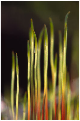Sphagnum Moss -12