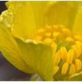 Buttercup -2