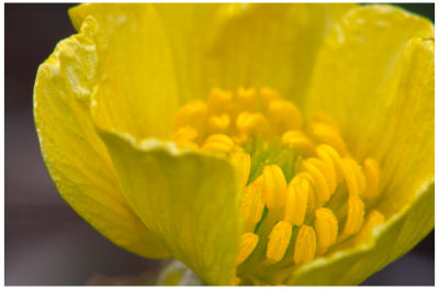 Buttercup -2