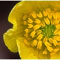 Buttercup -3