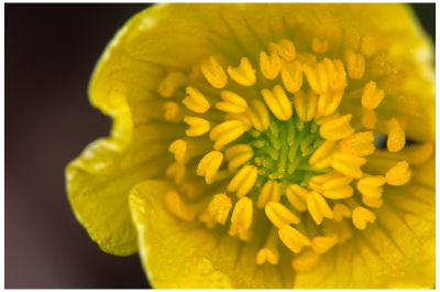 Buttercup -3
