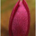 Botanical Detail -522