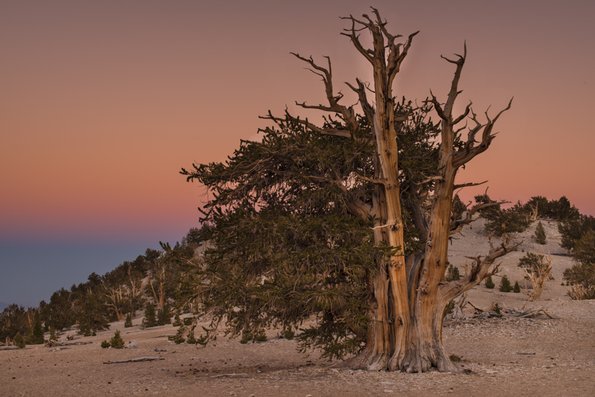 Ancient Bristlecone Pine Sunset-10